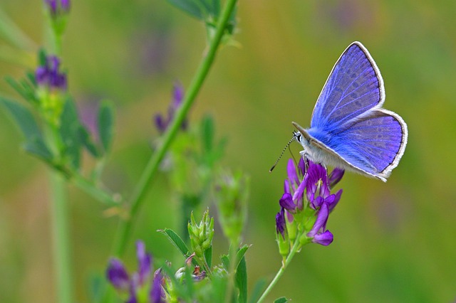 butterfly-4494568