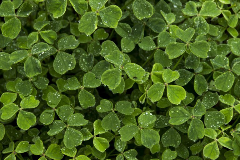 clover-3246585_1920