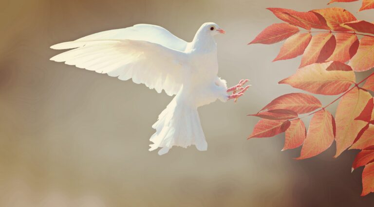 dove-2516641_1920