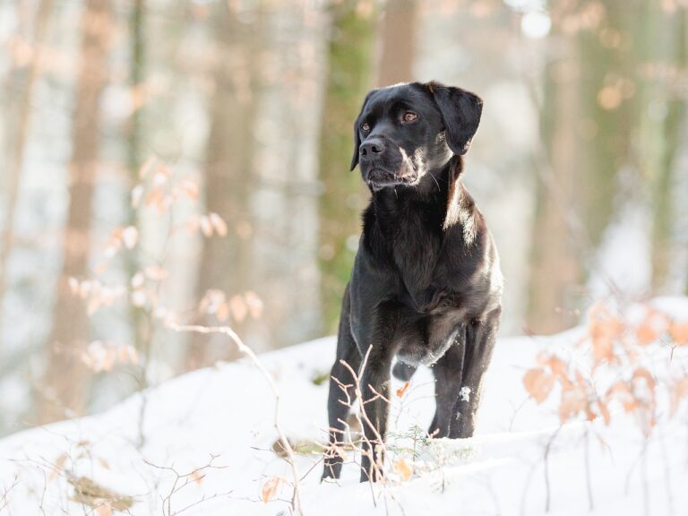 labrador-2121764_1280