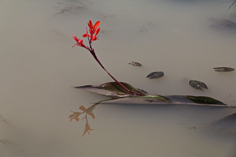 nature-3046562_1280
