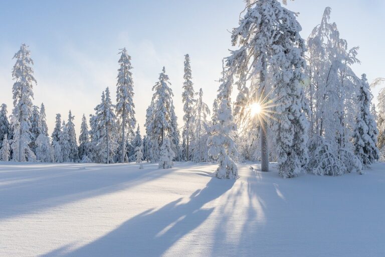 trees-gb9394e74c_1280